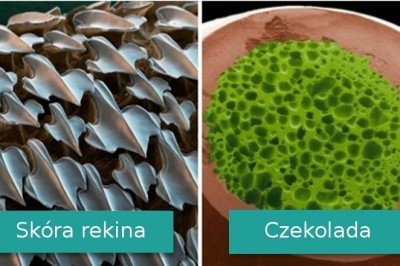 Galeria zdjęć pokazujących jak wyglądają codzienne rzeczy pod dużym powiększeniem 