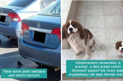 16 zwierzęcych „błędów w Matrixie”, w które trudno uwierzyć