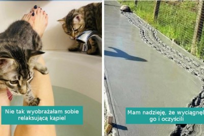 17 zwierzaków, które zdecydowanie zasłużyły na nagrodę największego łobuziaka