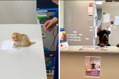 15 zabawnych i uroczych momentów z gabinetów weterynarzy
