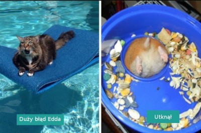 18 zabawnych zwierząt, które utknęły i potrzebowały ludzkiej pomocy