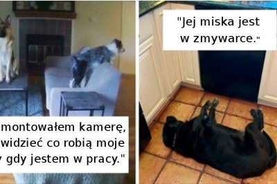 18 właścicieli, którzy u swoich psów znaleźli błędy w oprogramowaniu