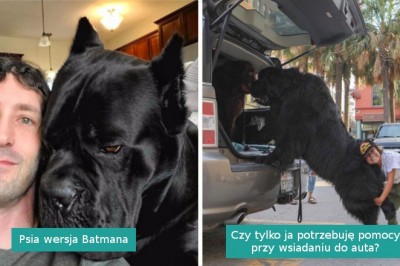 20 psiaków, które zupełnie nie zdają sobie sprawy ze swoich olbrzymich rozmiarów