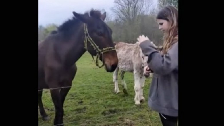 Nawet osioł miał bekę, czyli pies kontra pastuch