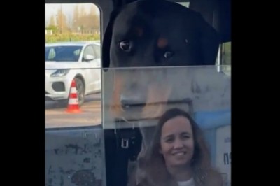 Kiedy widzisz milutkiego psiaka w aucie i chcesz go nagrać