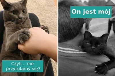 18 kotów, których pazury i spojrzenia mówią jasno kto tu rządzi