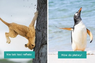 16 zdjęć wyróżnionych w konkursie Comedy Wildlife Photography Contest 2022