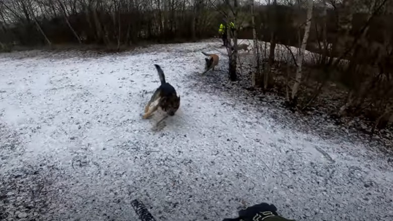 Jedziesz sobie spokojnie rowerem i nagle wyskakują na Ciebie psy