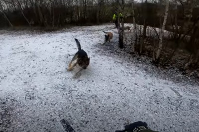Jedziesz sobie spokojnie rowerem i nagle wyskakują na Ciebie psy