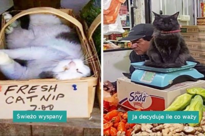 18 uroczych i zabawnych kotów sklepowych, które wyglądają jakby rządziły tym miejscem