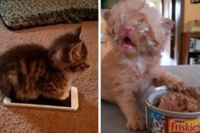 20 zdjęć jasno pokazujących dlaczego powinniście sprawić sobie kota