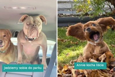 18 uroczych zdjęć, które pokazują, że zwierzaki to prawdziwy dar dla ludzkości