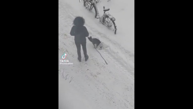 Kiedy nie chce Ci się sprzątać po swoim psie, a akurat jest zima