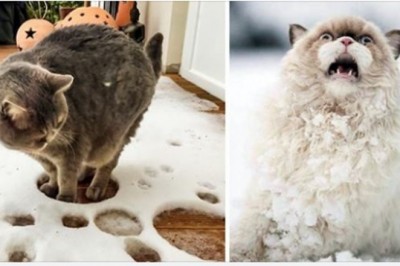 Te zdjęcia udowadniają, że koty i śnieg całkiem do siebie nie pasują