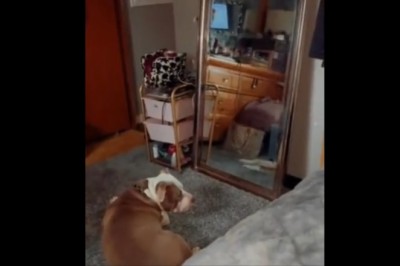 Młody zagiął mamę, kiedy przyszedł z nowym zwierzakiem