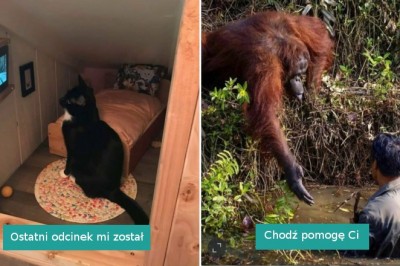 20 zwierząt, które robią co tylko zapragną i świetnie się przy tym bawią