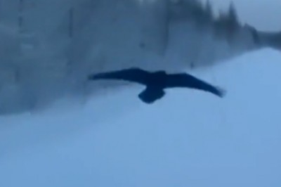 Ptak szeryf wyhamował tira na drodze