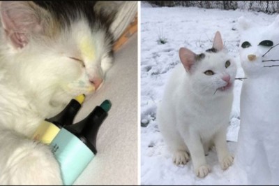 16 kotów, które rozbawiły właścicieli swoim dziwacznym zachowaniem