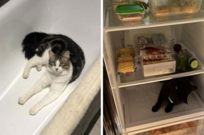 15 osób, które podzieliły się zdjęciami z serii „mój dom, nie mój kot”