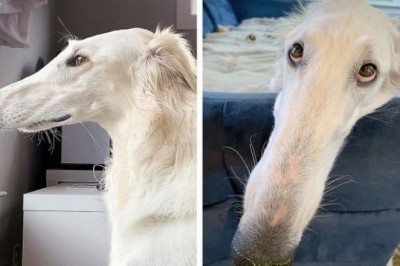 19 uroczych zwierzaków, które otrzymały od natury coś ekstra