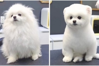 17 osób, które zabrały psa do fryzjera i teraz mają zupełnie inne zwierzaki