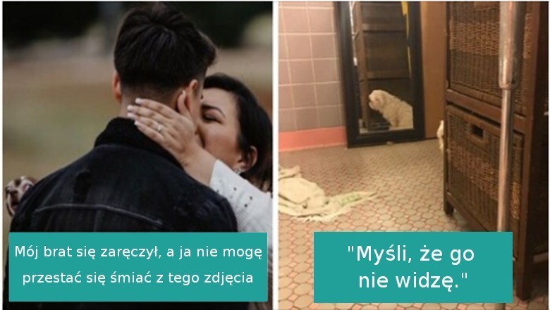 17 wścibskich psów, które po prostu musiały wcisnąć  nos w nieodpowiednie miejsce