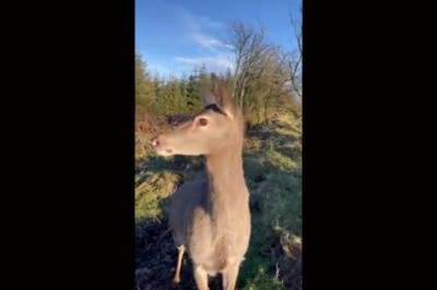 Kiedy jesteś myśliwym, ale zwierzyna totalnie Cię zaskakuje
