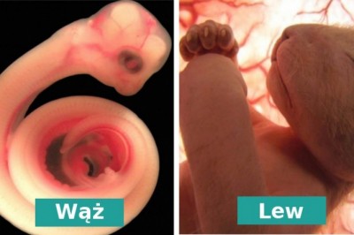 Zdjęcia nienarodzonych zwierząt w łonie matek. Zrobione przed urodzeniem