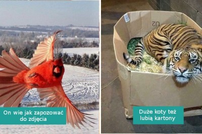 17 niezapomnianych  momentów, w których zwierzęta rozbawiły nas swoim zachowaniem