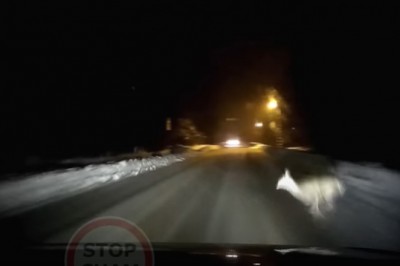 Chciał ominąć sarnę, a trafił w busa. Prawdziwy pechowiec