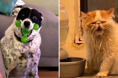 18 zwierzaków, które nawet nie wiedzą jak bardzo są zabawne