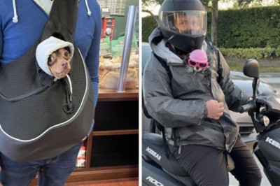 16 internautów, którzy pochwalili się swoimi nieoczekiwanymi spotkaniami z psami