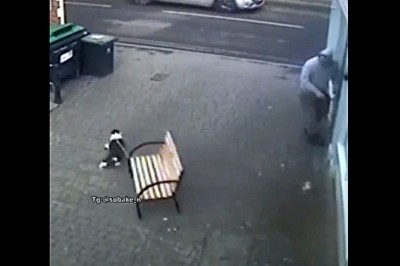 Psa nawet ławka nie powstrzymała, czyli szybka akcja pod sklepem