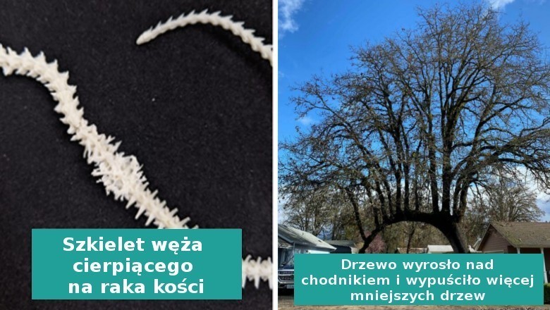 17„umiarkowanie interesujących” rzeczy stworzonych przez  Matkę Naturę