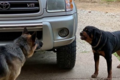 Codzienna porcja ciekawych i zabawnych filmików #642