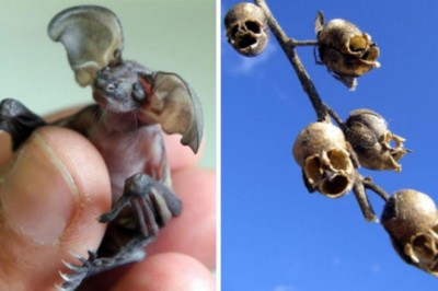 17 zdjęć pokazujących zaskakującą stronę natury