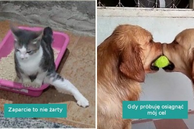 15 zwierzaków, które mogą poprawić wam humor