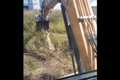 Usunął gniazdo os za pomocą koparki. Szybko pożałował