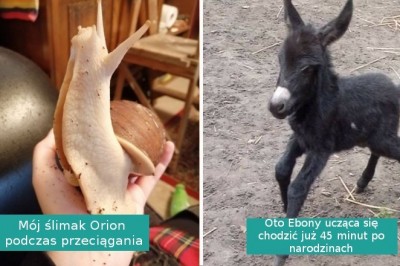 17 zdjęć przeuroczych zwierzaków, którymi podzielili się internauci