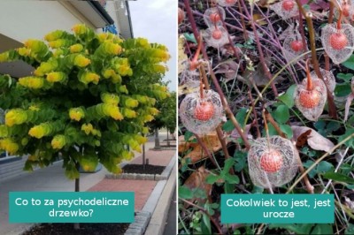 17 tajemniczyc  roślin napotkanych i zidentyfikowanych przez Internautów