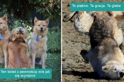 18 kompletnie niefotogenicznych zwierzaków, które rozbawiły nas do łez