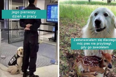 16 zdjęć pokazujących dlaczego psy to najlepsze zwierzaki na świecie