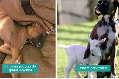 18 zdjęć udowadniających, że boksery to nieco inny, specjalny gatunek psów