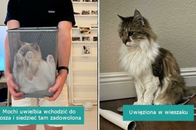 16 uroczych kotów, które same wpadły w „pułapkę”