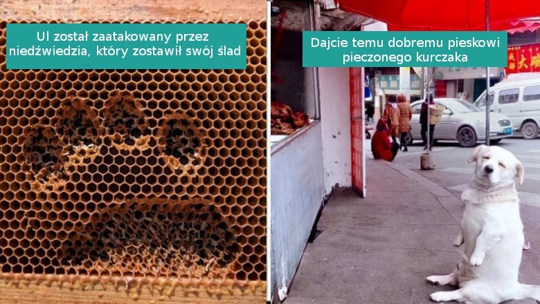 15 zdjęć pokazujących, że świat jest pełen niecodziennych rzeczy