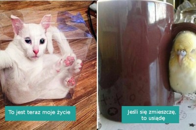 20 zwierząt, które znalazły się w nieoczekiwanych sytuacjach