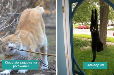 20 kotów, które postanowiły zachowywać się „nieco inaczej” niż normalnie