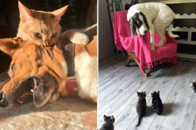 18 kotów, dla których najlepsza rozrywka to dokuczanie psom