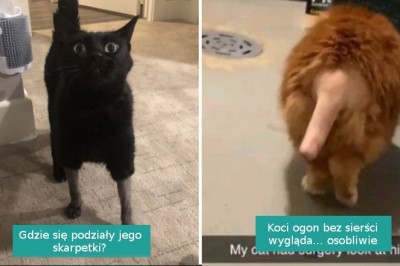 15 kotów,  które przeszły zabawne strzyżenie przed zabiegiem u weterynarza