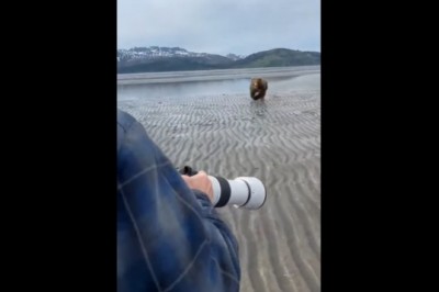 Oko w oko z niedźwiedziem, ten gość ma stalowe nerwy